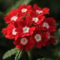 30 Pcs Blood Red Verbena Flower Seeds