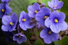 50 Pcs Chinese Violet Flower Seeds