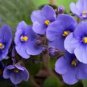 50 Pcs Chinese Violet Flower Seeds