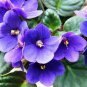 50 Pcs Chinese Violet Flower Seeds