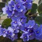 50 Pcs Chinese Violet Flower Seeds