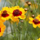 50 Pcs Big Coreopsis Seeds