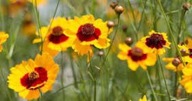 50 Pcs Big Coreopsis Seeds