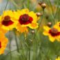 50 Pcs Big Coreopsis Seeds