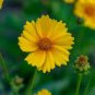 50 Pcs Big Coreopsis Seeds