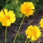50 Pcs Big Coreopsis Seeds