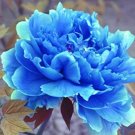 5 Pcs Double Light Blue Tree Peony Seeds, 'Noble' Rare Peony Tree Plant