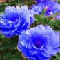5 Pcs Double Light Blue Tree Peony Seeds, 'Noble' Rare Peony Tree Plant
