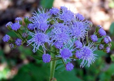 50 Pcs Blue Mexican Ageratum Flower Seeds