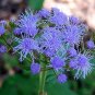50 Pcs Blue Mexican Ageratum Flower Seeds
