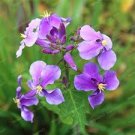 100 Pcs Violet Orychopragmus Flower Seeds 100 Pcs Violet Orychopragmus Flower Seeds