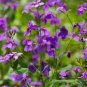 100 Pcs Violet Orychopragmus Flower Seeds