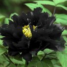 5 Pcs Super Black Tree Peony Seeds, 'Nigra' Rare Peony Tree Plant 5 Pcs Super Black Tree Peony Seeds, 'Nigra' Rare Peony Tree Plant
