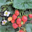 100 Pcs Roman F1 Strawberry Seeds