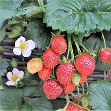 100 Pcs Roman F1 Strawberry Seeds