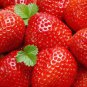 100 Pcs Roman F1 Strawberry Seeds