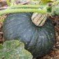 8 Pcs Rare Japanese Black Pumpkin, Organic Non-gmo Heirloom Vegetables