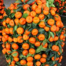 20 Pcs Small Potted Edible Orange Bonsai Organic Seeds 20 Pcs Small Potted Edible Orange Bonsai Organic Seeds