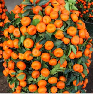 20 Pcs Small Potted Edible Orange Bonsai Organic Seeds