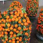 20 Pcs Small Potted Edible Orange Bonsai Organic Seeds