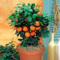 20 Pcs Small Potted Edible Orange Bonsai Organic Seeds