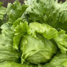50 Pcs Green Potherb Mustard Organic Chinese Sauerkraut Vegetable 50 Pcs Green Potherb Mustard Organic Chinese Sauerkraut Vegetable