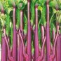 40 Pcs Organic Red Chinese Kale Vegetable Seeds