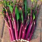 40 Pcs Organic Red Chinese Kale Vegetable Seeds