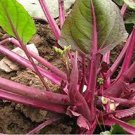 40 Pcs Organic Red Chinese Kale Vegetable Seeds