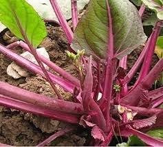 40 Pcs Organic Red Chinese Kale Vegetable Seeds