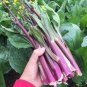 40 Pcs Organic Red Chinese Kale Vegetable Seeds