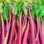 40 Pcs Organic Red Chinese Kale Vegetable Seeds