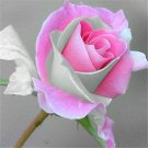 50 Pcs Red Pink Rose Flowers Seed 50 Pcs Red Pink Rose Flowers Seed