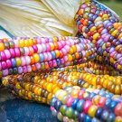 20 Pcs Rare Heirloom Sweet Rainbow Corn Hybrid Seeds 20 Pcs Rare Heirloom Sweet Rainbow Corn Hybrid Seeds