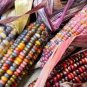 20 Pcs Rare Heirloom Sweet Rainbow Corn Hybrid Seeds
