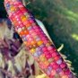 20 Pcs Rare Heirloom Sweet Rainbow Corn Hybrid Seeds