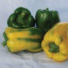 100 Pcs Yellow Monster Sweet Pepper Seeds