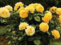 50 Pcs Rose Yellowish Golden Flower Seeds
