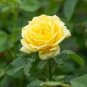 50 Pcs Rose Yellowish Golden Flower Seeds
