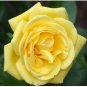 50 Pcs Rose Yellowish Golden Flower Seeds