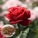 50 Pcs Rose Hybird Rose Flower Seeds