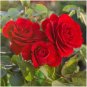 50 Pcs Rose Hybird Rose Flower Seeds