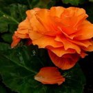 50 Pcs Rose Orange Twins Big Blooms Flower Seeds