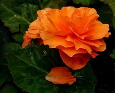 50 Pcs Rose Orange Twins Big Blooms Flower Seeds