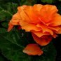 50 Pcs Rose Orange Twins Big Blooms Flower Seeds