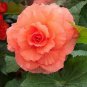 50 Pcs Rose Orange Twins Big Blooms Flower Seeds