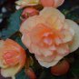 50 Pcs Rose Orange Twins Big Blooms Flower Seeds