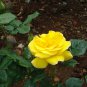 50 Pcs Rose Yellow European Big Rose Flower Seeds