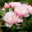 50 Pcs Rose White Rose Pink Big Blooming Flower Seeds