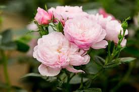 50 Pcs Rose White Rose Pink Big Blooming Flower Seeds